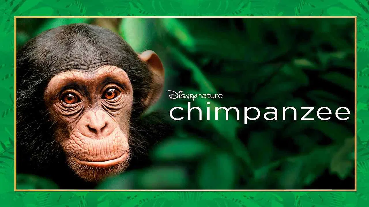 Chimpanzee2012