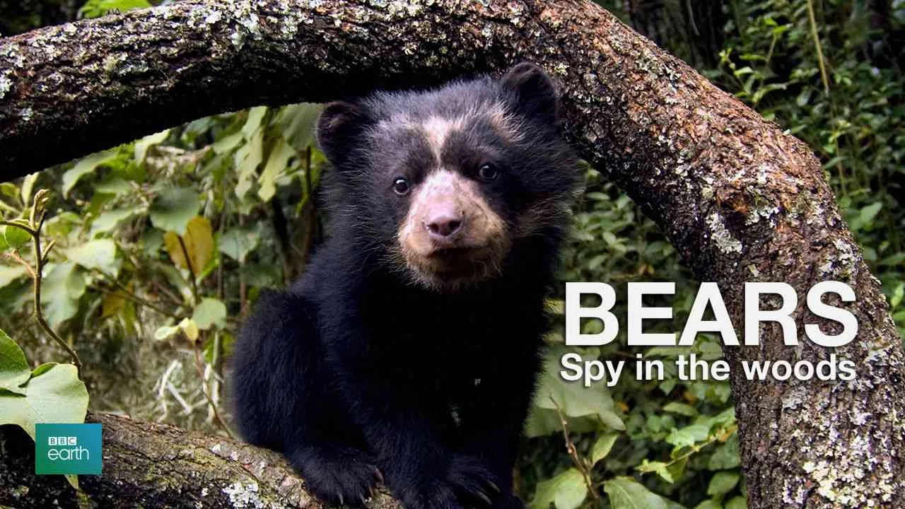 Bears: Spy in the Woods2004