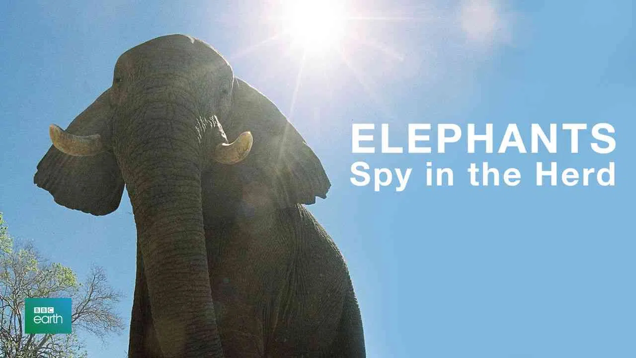 Elephants: Spy in the Herd2003