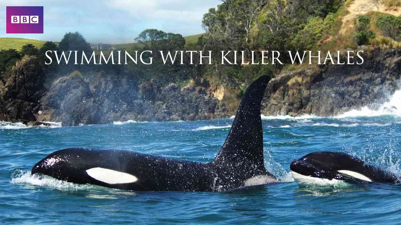 Swimming with Killer Whales2011