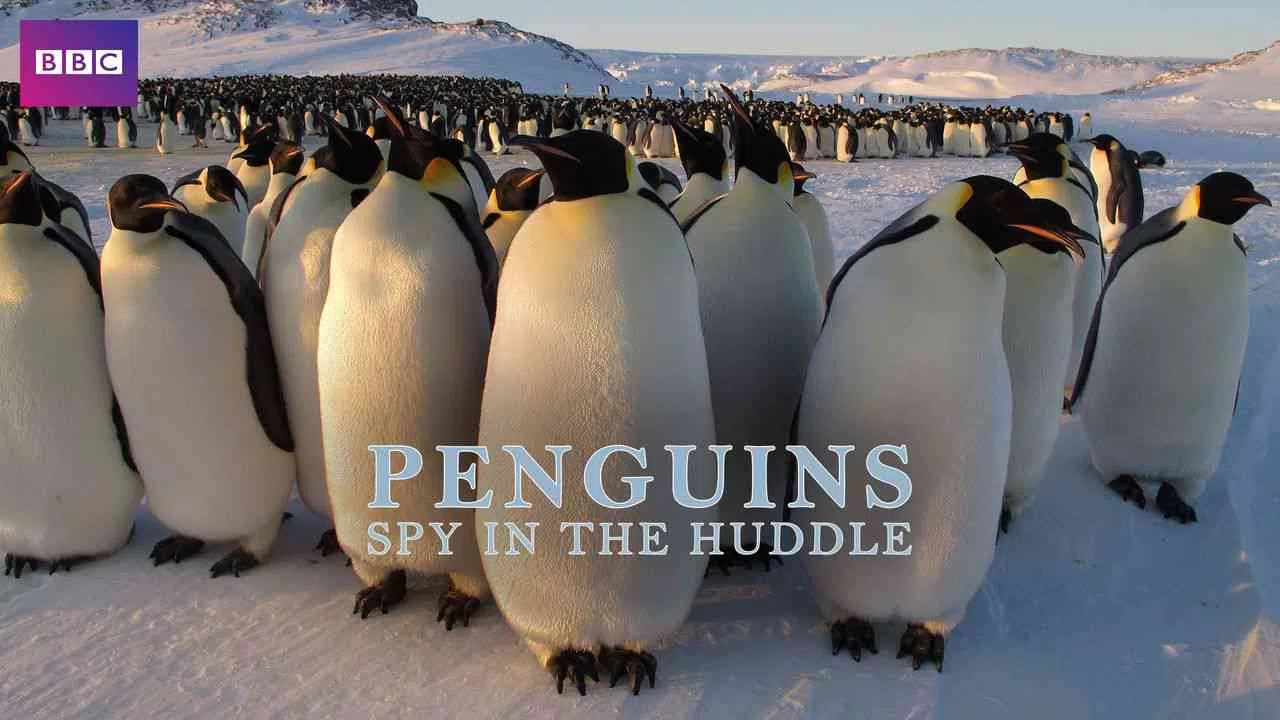 Penguins: Spy in the Huddle2013