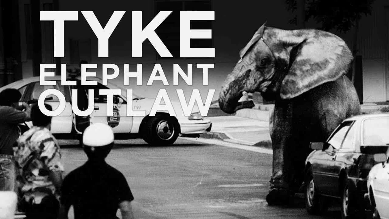 Tyke Elephant Outlaw2015