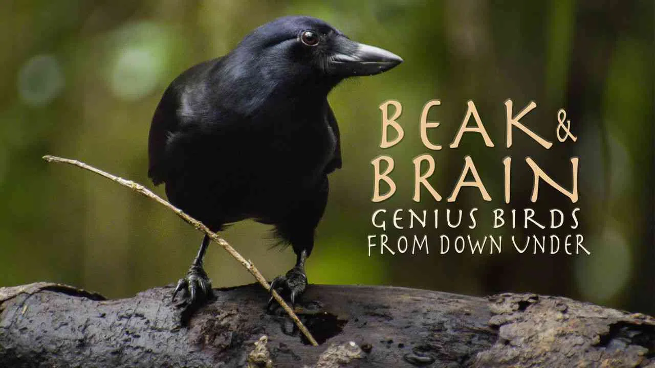 Beak & Brain: Genius Birds From Down Under2013
