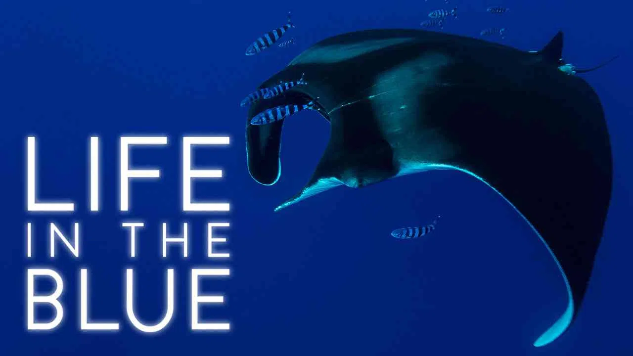 Life in the Blue2016