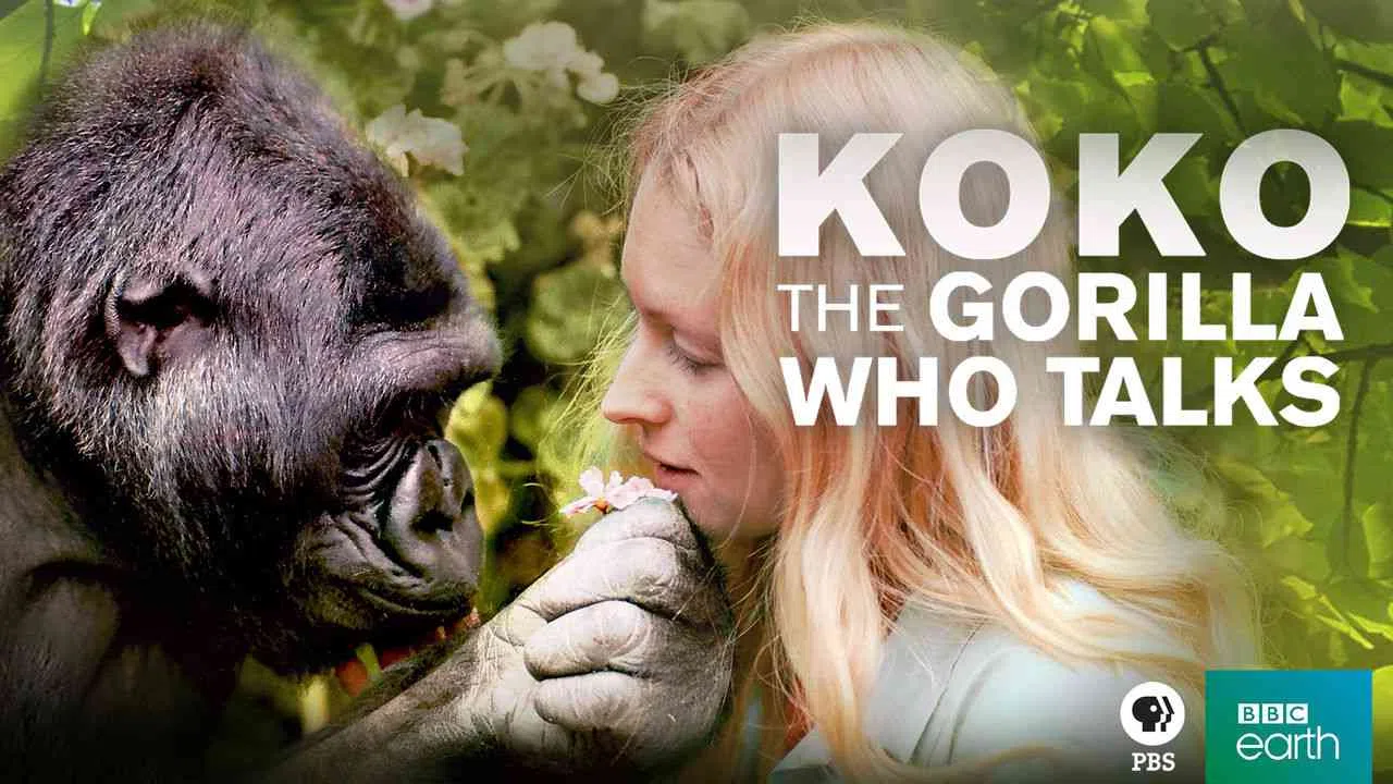 Koko: The Gorilla Who Talks2016