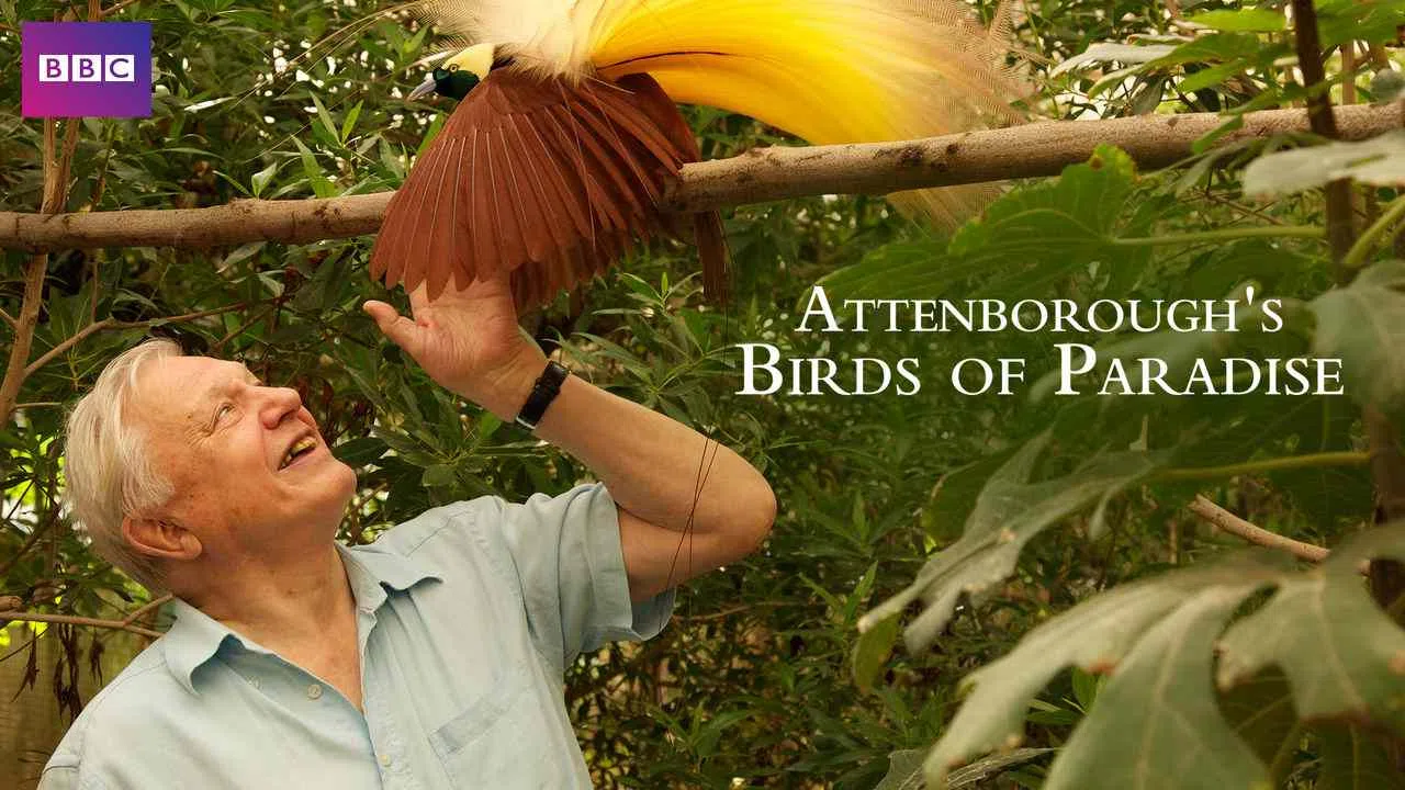 Attenborough’s Paradise Birds2015