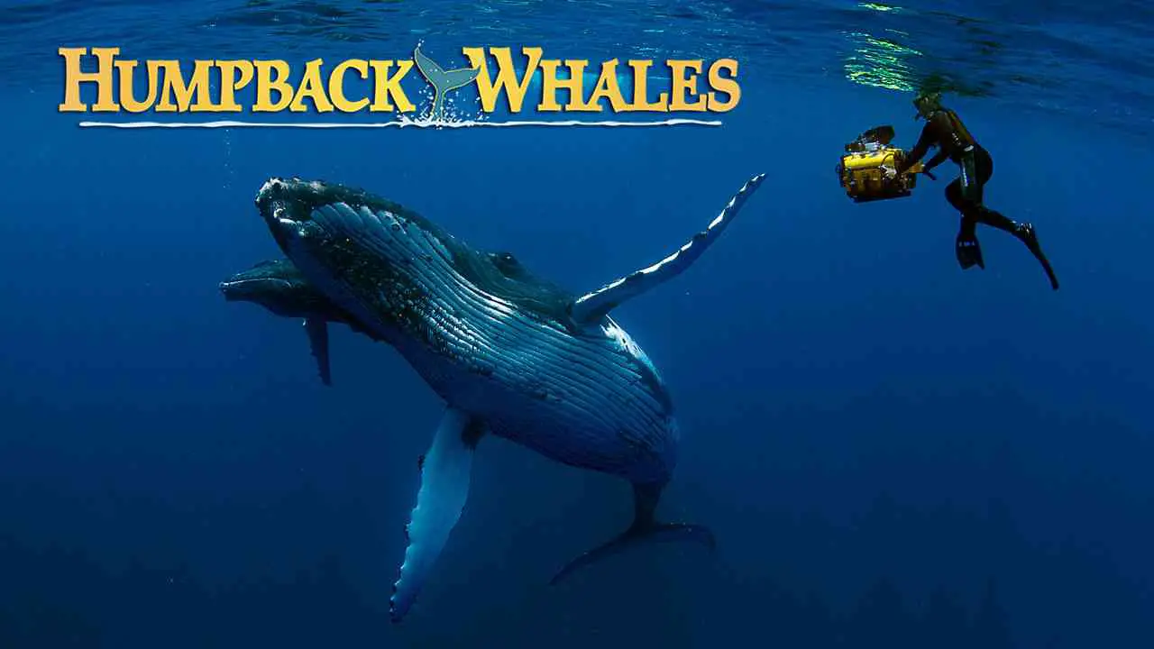 Is Documentary Humpback Whales 2015 Streaming On Netflix