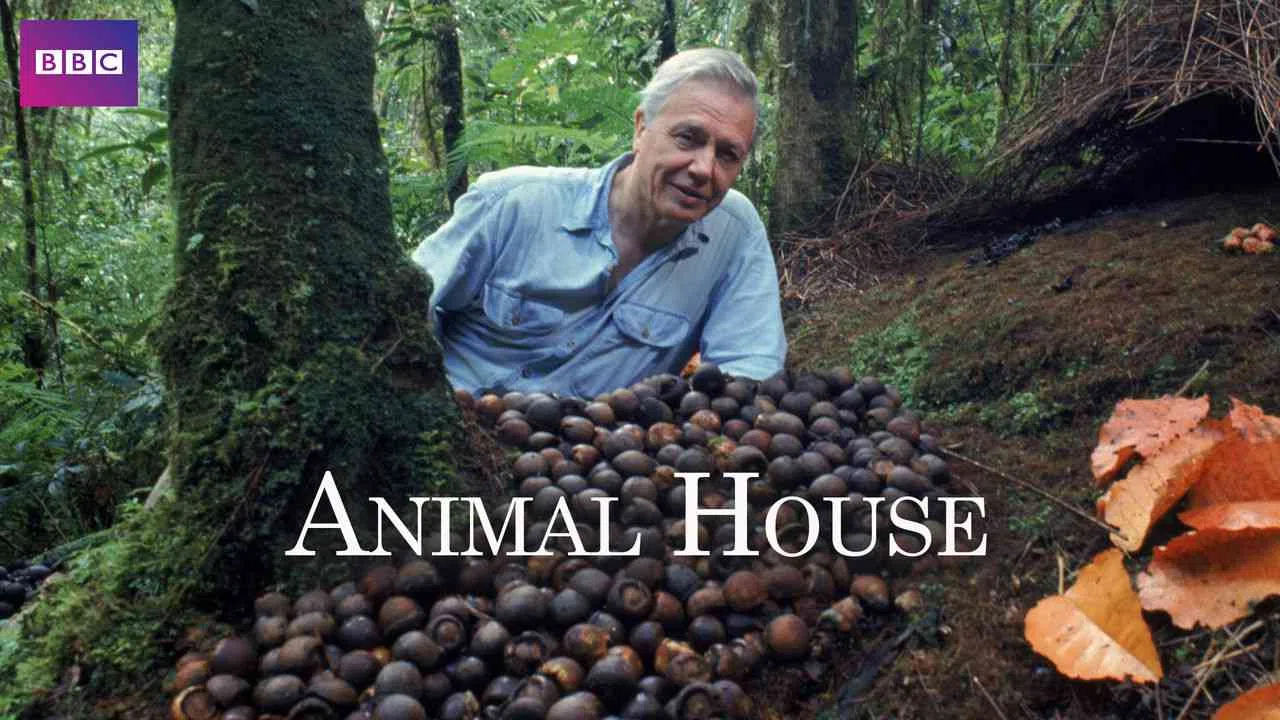 Animal House2011