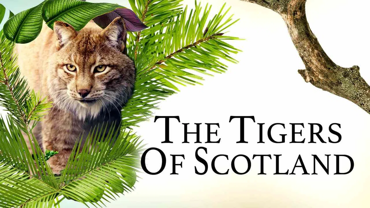 The Tigers of Scotland2017