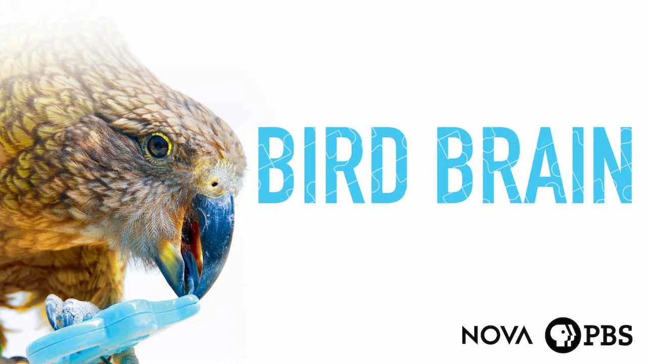 NOVA: Bird Brain2017