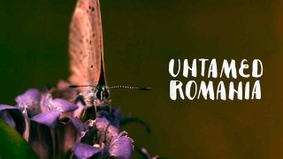 Untamed Romania 2018