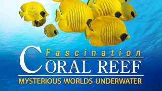 Fascination Coral Reef: Mysterious Worlds Underwater 2012