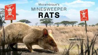 Mozambique’s Minesweeper Rats 2008