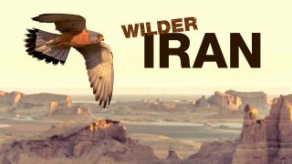 Wilder Iran 2012