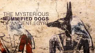 The Mysterious Mummified Dogs of Ancient Egypt (Rätselhafte Hundemumien) 2019