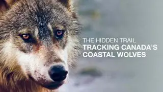 The Hidden Trail: Tracking Canada’s Coastal Wolves (Auf der Spur der Küstenwölfe) 2006