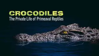 Crocodiles – The Private Life of Primeaval Reptiles 2011