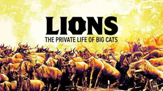 Lions – The Private Life of Big Cats 2016