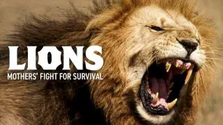 Lions – Mothers’ Fight for Survival 2016