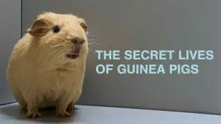 The Secret Lives of Guinea Pigs 2013