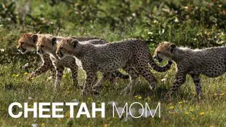 Cheetah Mom 2013