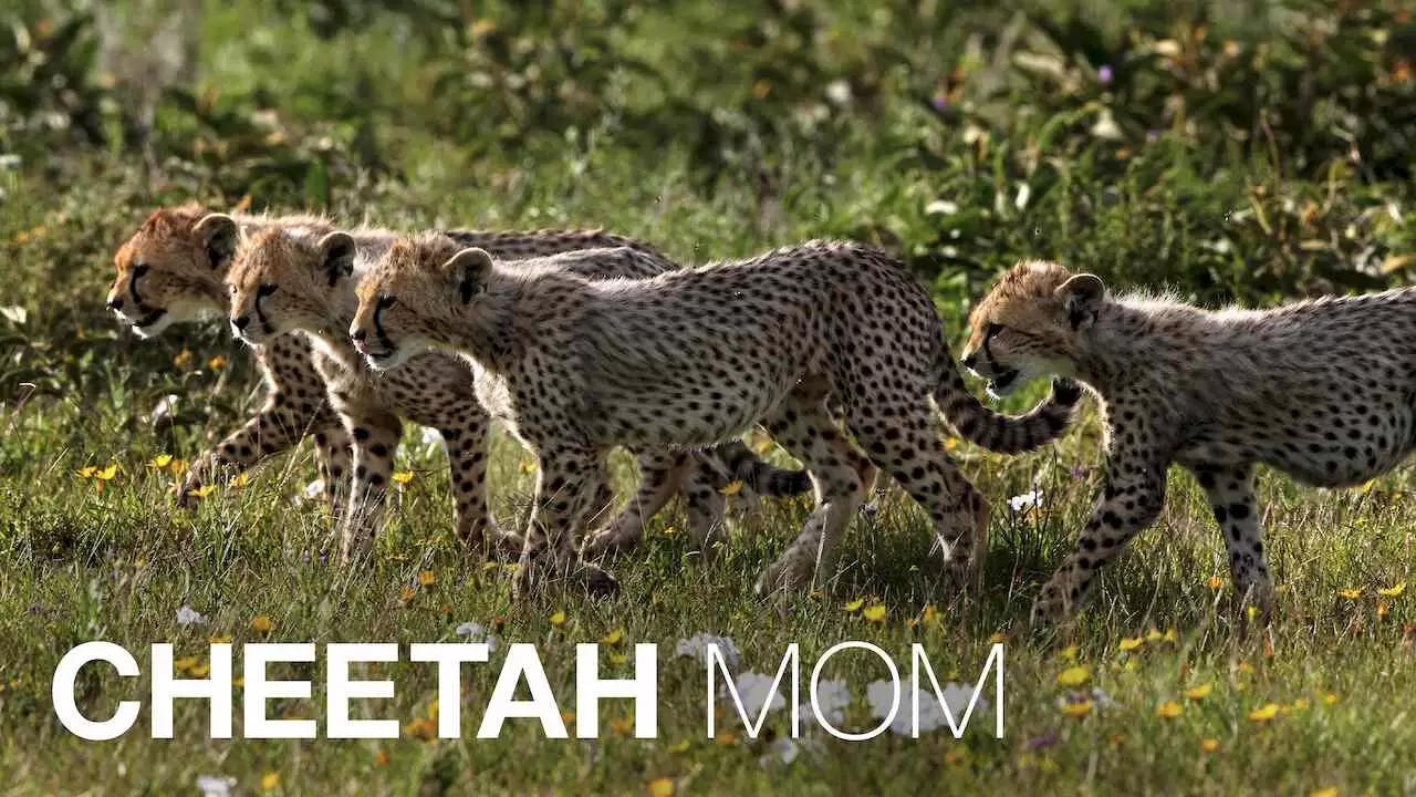 Cheetah Mom2013