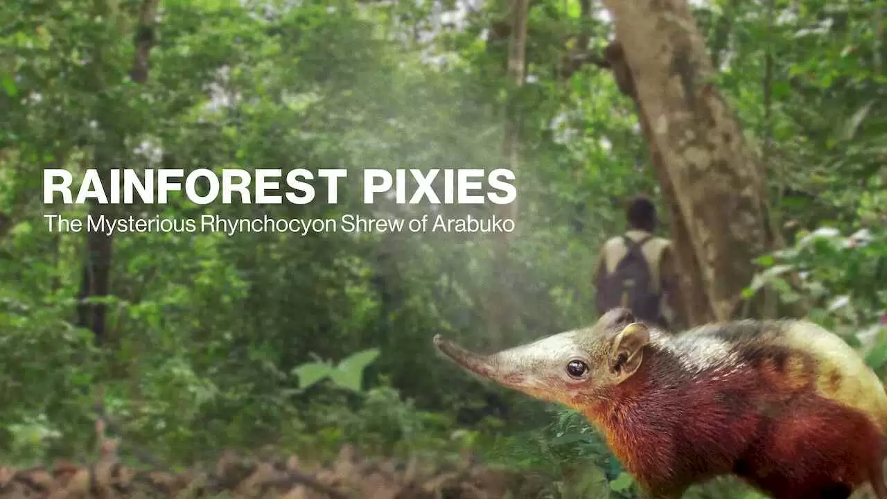Rainforest Pixies: The Mysterious Rhynchocyon Shrew of Arabuko2008