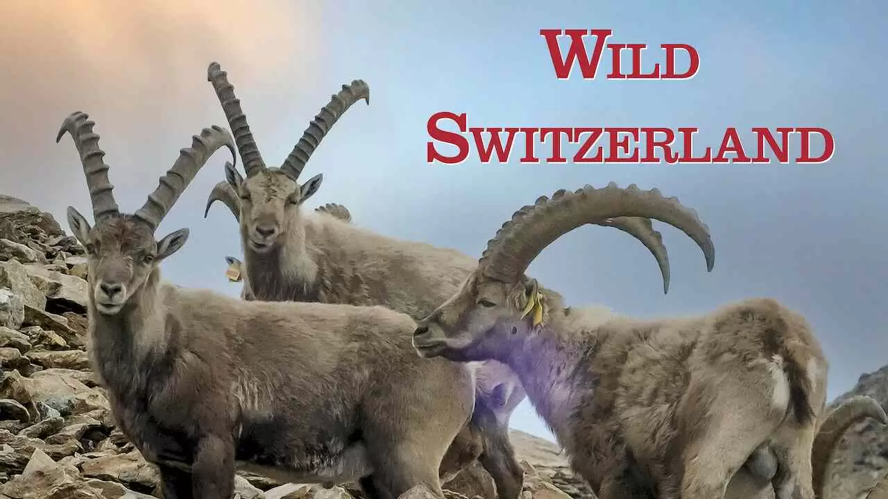 Wild Switzerland2017