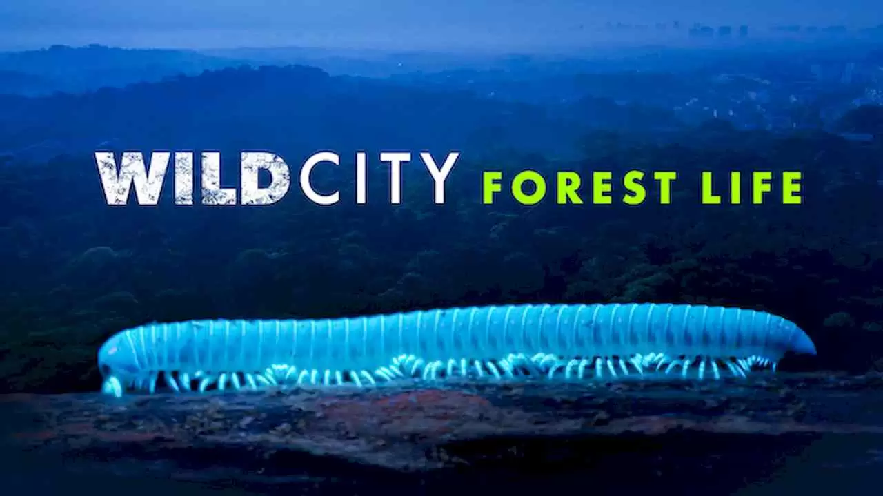 Wild City – Forest Life2019
