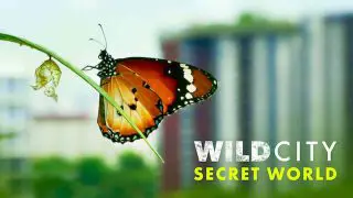 Wild City: Secret World 2019